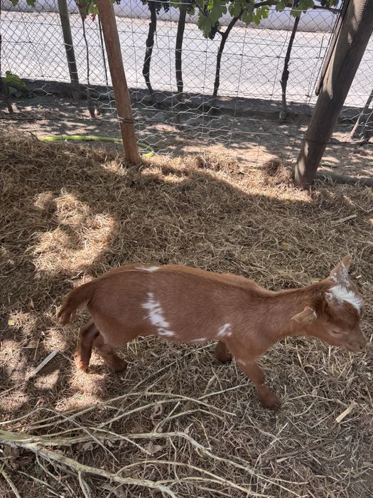 Cabrito com 3 meses para venda