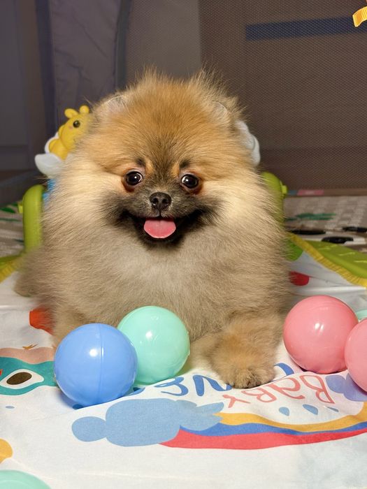 Szpic miniaturowy sunia – cudowny miś, ruda ślicznotka!