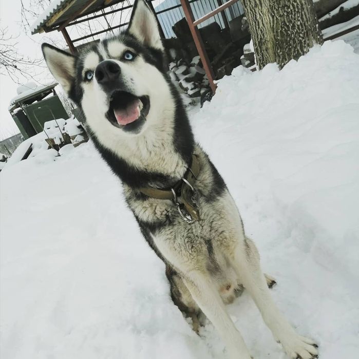 Хаскі, вязка, голубоокий красень шукає красуню для серйозних стосунків