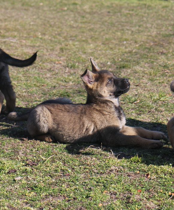 Owczarek niemiecki linia użytkowa