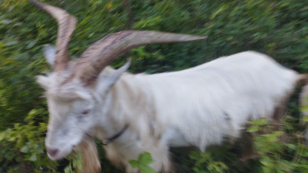 Продам козла хорошей породи