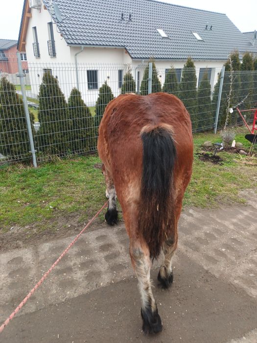 Klaczka zimnokrwista