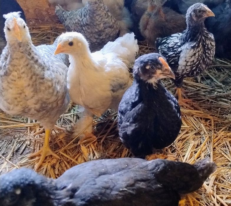 Kurczaki Wyandotte ,Marans,Legbar Cream
