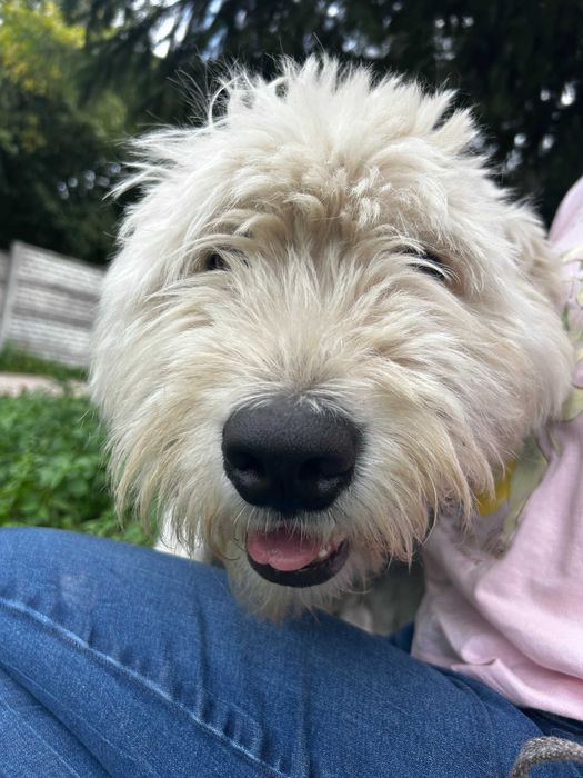 Suczka do adopcji PERCIA