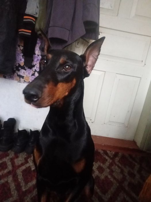 Продам Добермана.