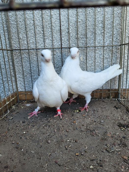 antwerpski wystawowy  para antwerpskie