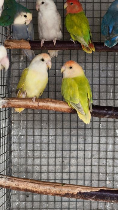 Casais de Agapornis roseicollis