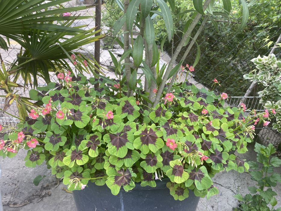 Кислиця рожеві квіти