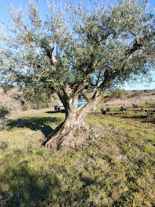 Vendo 6 oliveiras centenárias