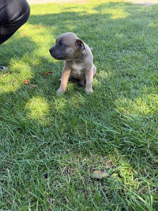 Amstaff American Staffordshire Terrier blue capp