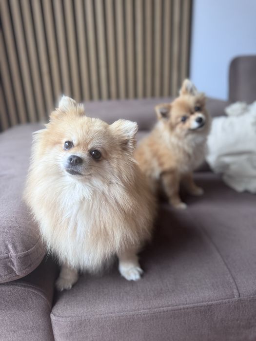 Szpic miniaturowy pomeranian suczka