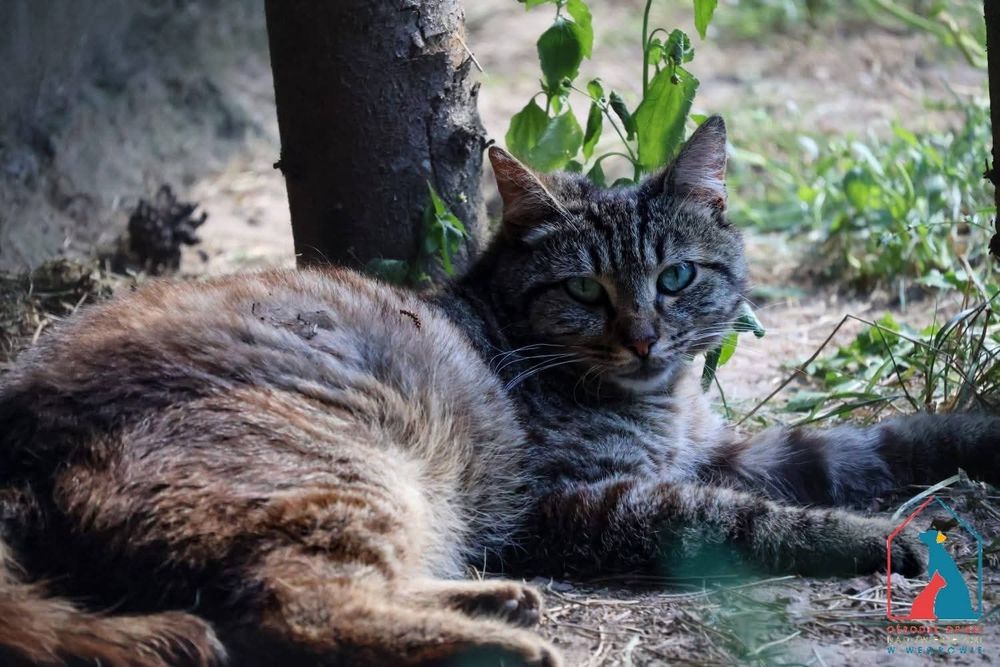 Zono 139/25 - SZUKA DOMU!