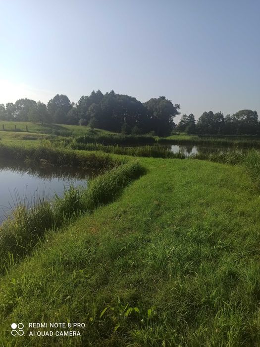 Sprzedam stawy hodowlane karpiowe