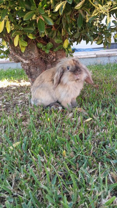 Coelhos bebes para venda