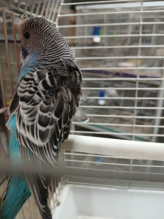 Piriquitos blackface