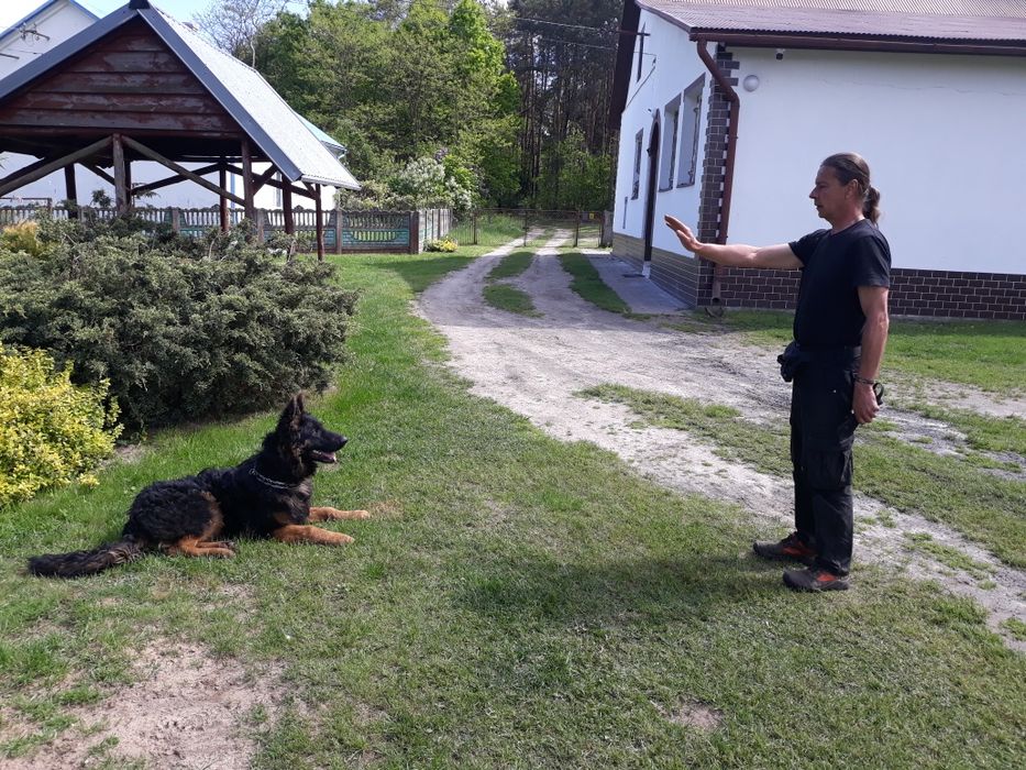 Szkolenie rasowych psów