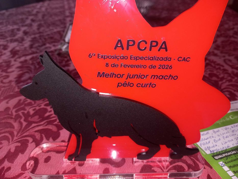 Vendo  Filhote de Pastor Alemão de Pelo Curto