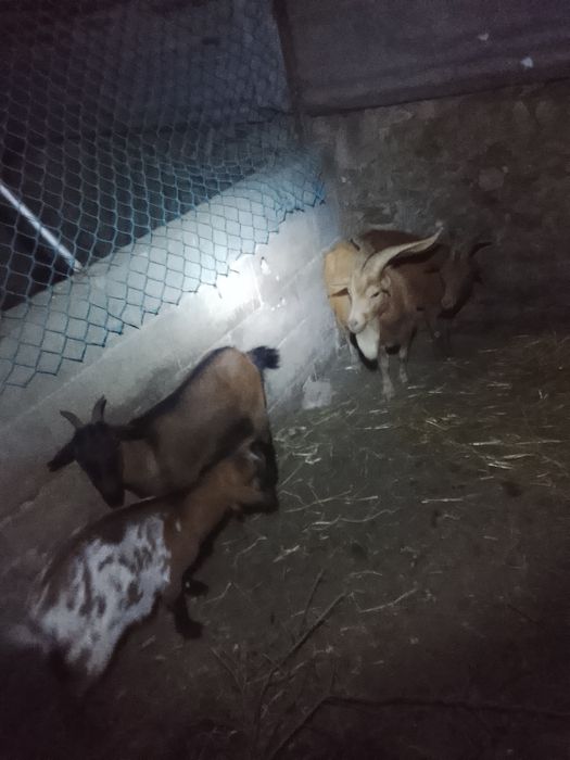 Vendo ou troco por cabras grandes