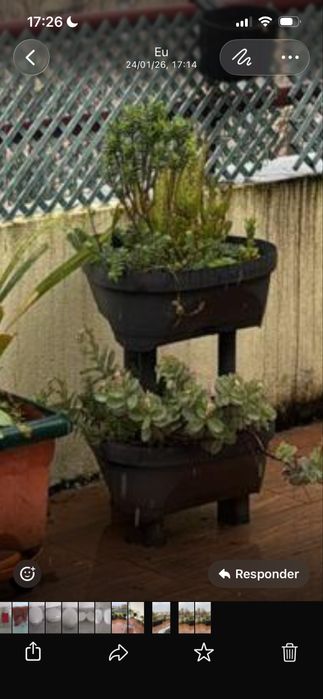 Vasos grandes + planta 5€ cada