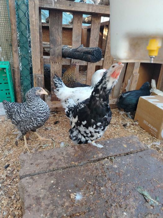 Marans / Plymouth Rock / Ayam Cemani