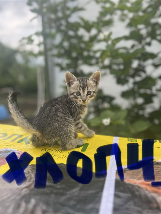 Віддамо кошеняток в хороші руки