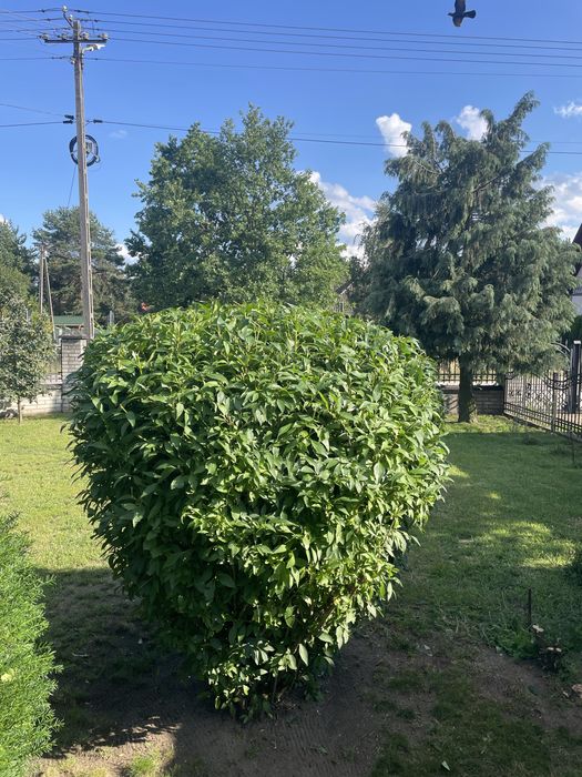 Koszenie, przycinanie  - prace porządkowe