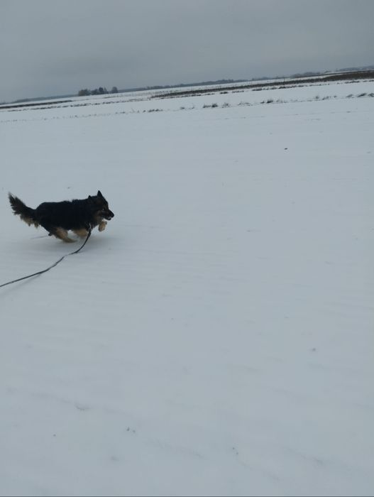 Do oddania pies owczarek niemiecki x husky