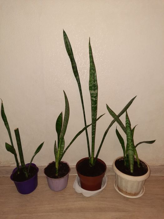 Сансевиерия    .