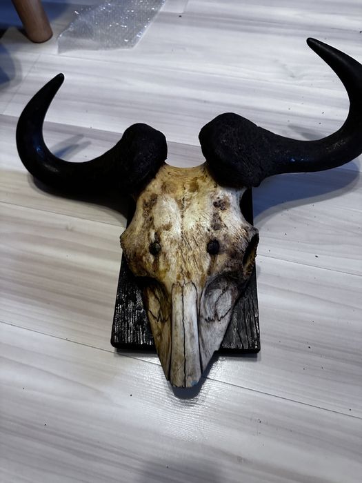 Rogi antylopy gnu