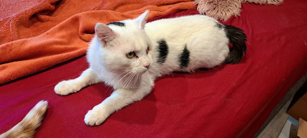 Skaza skrzywdzony kocurek szuka swojego miejsca na ziemi