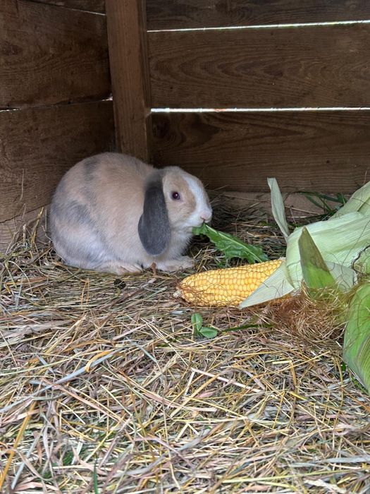 Króliczek baranek miniturka