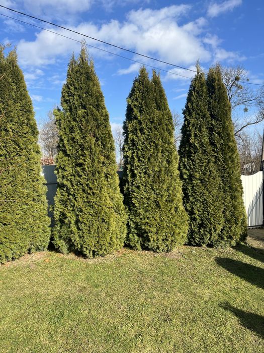 Туї смарагд