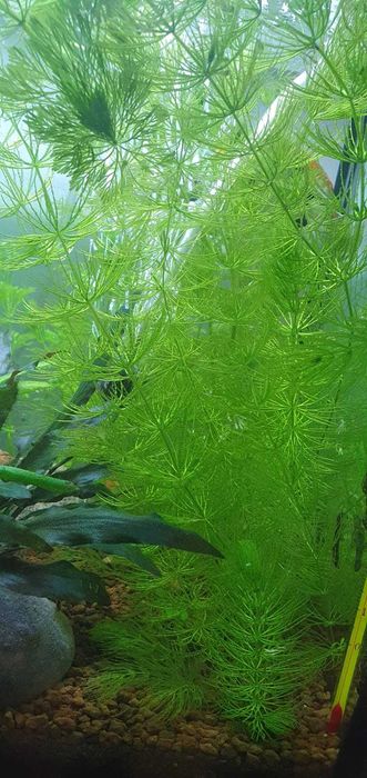 Planta Foxtail podas