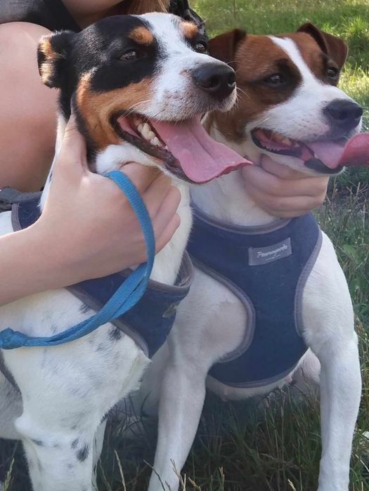 Jack Russell terrier