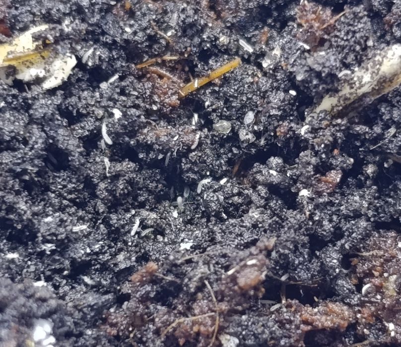 Ekipa sprzątająca, skoczogonki, Prosionki, isopody