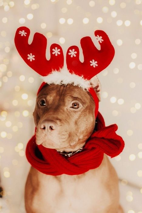 Американский Питбультерьер (АПБТ) Вязка