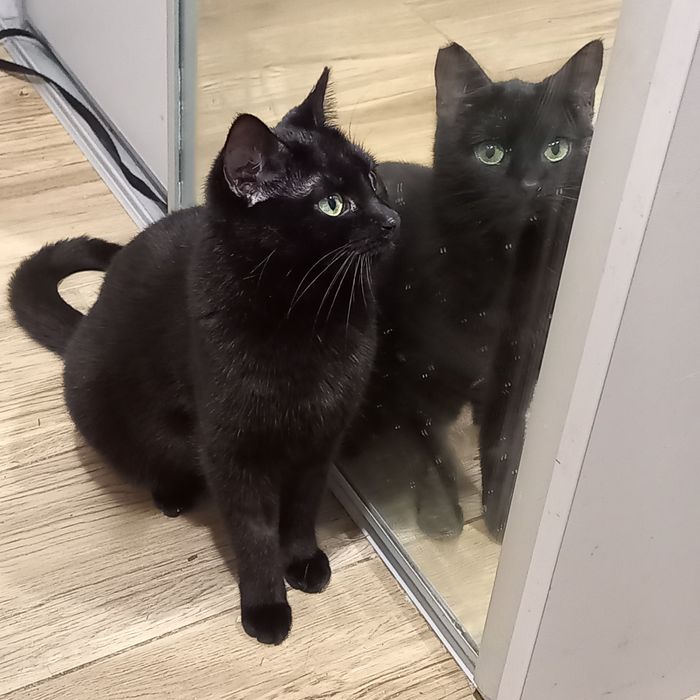 Kicia wciąż czeka na dom.