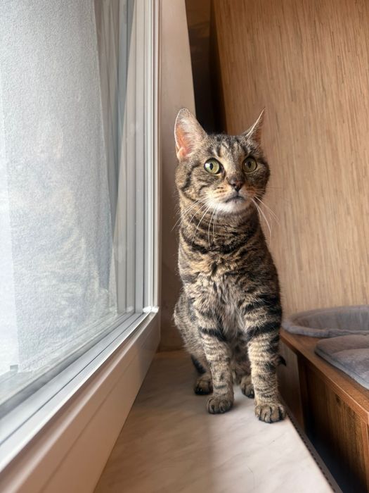 Tygrysia - delikatna wojowniczka