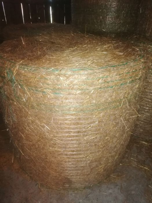 Słoma owsiana sprzedam