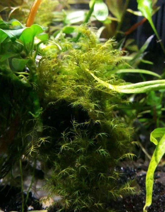 Аквариумные растения.Мох аквариумный