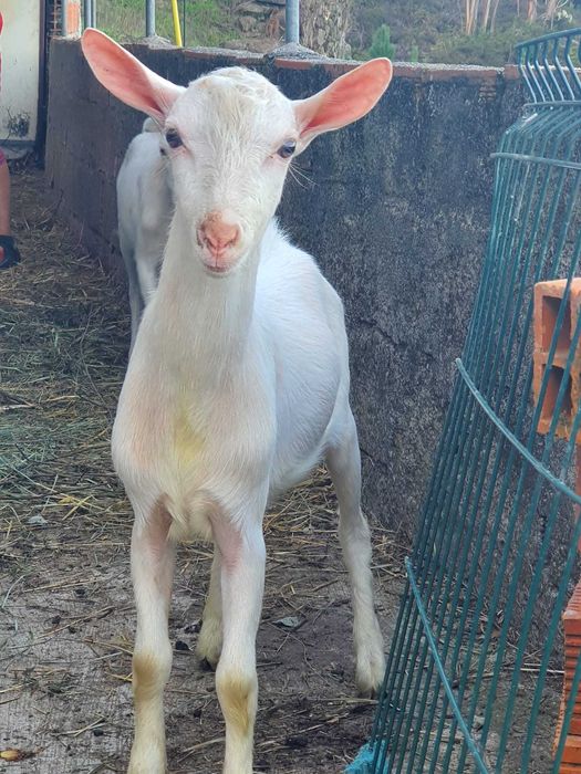Cabritinhos com 5 meses – saudáveis e bem tratados
