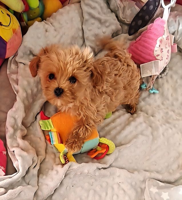 Maltipoo sunia xxs loczki