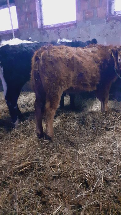 Sprzedam bydło mięsne