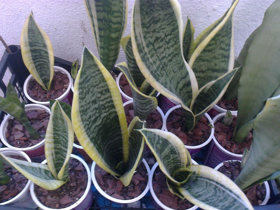 Espadas de São Jorge (planta natural)