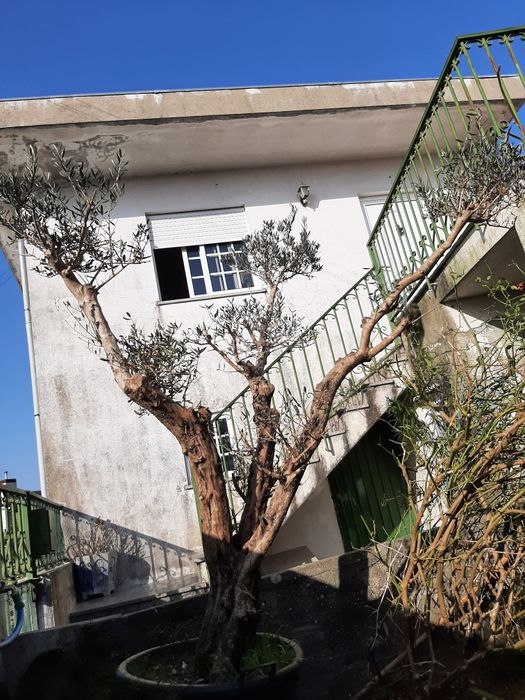 Oliveira para jardim