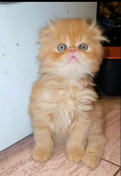 Персидский котёнок