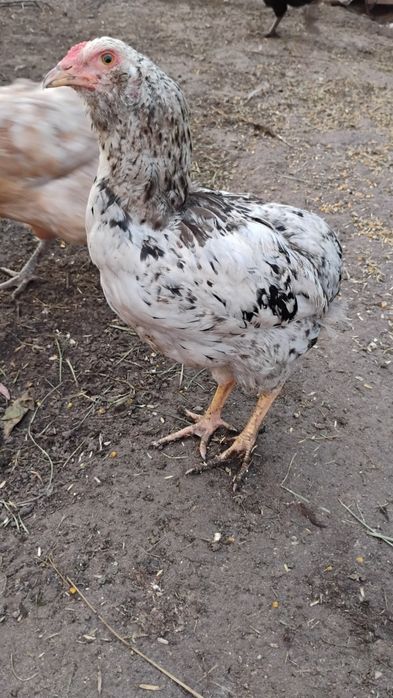 Koguty araucana bezogoniasta