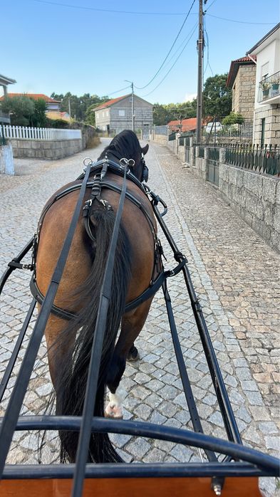 Vendo dois cavalos