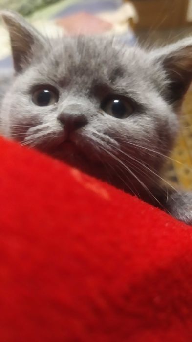Британські кошенята