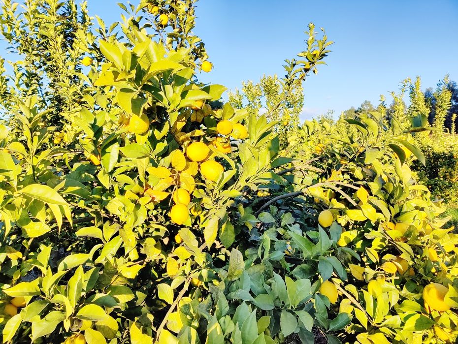 Caixa de limões 10kg
